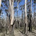 Eucalyptus oreades - Photo (c) Dean Nicolle, algunos derechos reservados (CC BY-NC), subido por Dean Nicolle