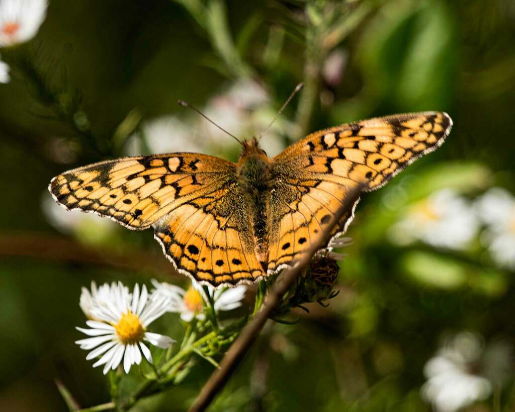 Variegated Fritillary from Boulevard Manor, Arlington, VA, USA on