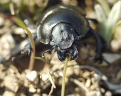 Lethrus apterus