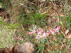 Oenothera hispida