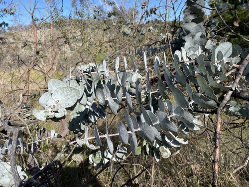 Eucalyptus pulverulenta