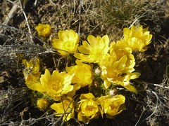 Adonis vernalis