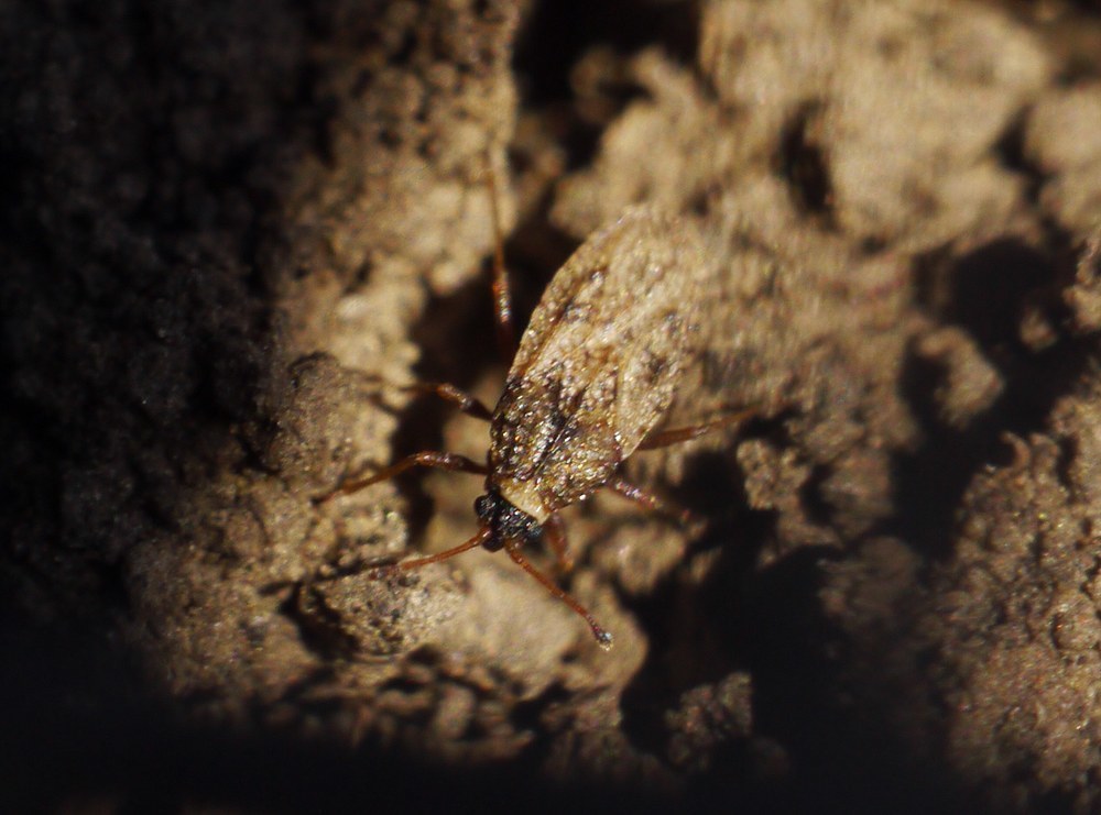 Dictyla platyoma