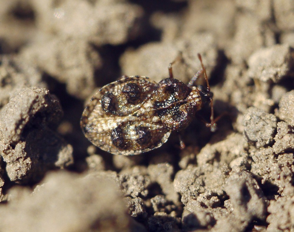 Dictyla rotundata