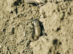 Melanogryllus desertus