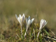 Crocus reticulatus