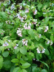 Symphytum brachycalyx