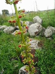 Scrophularia rubricaulis
