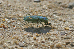 Cicindela ohlone