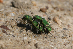 Cicindela ohlone