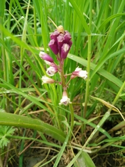 Bellevalia trifoliata