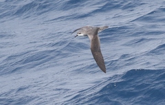 Pterodroma cookii