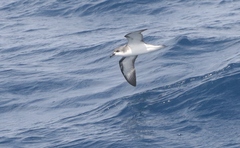 Pterodroma cookii
