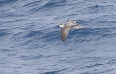Pterodroma cookii