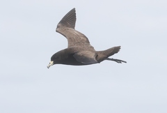 Procellaria parkinsoni