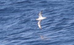 Pterodroma pycrofti
