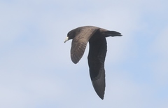 Procellaria parkinsoni