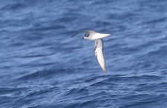 Pterodroma pycrofti