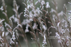 Haworthia
