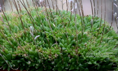 Haworthia