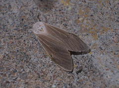 Creatonotos transiens vacillans