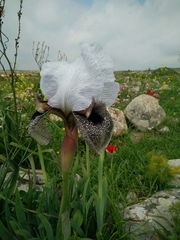 Iris hermona