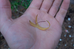 Ipomoea sagittata