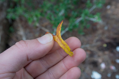 Ipomoea sagittata