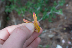 Ipomoea sagittata