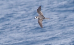 Pterodroma cookii