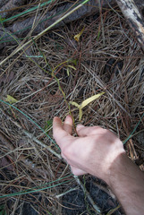 Ipomoea sagittata