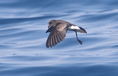 Fregetta maoriana