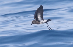 Fregetta maoriana