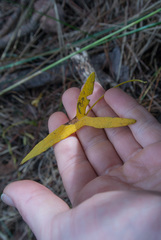 Ipomoea sagittata