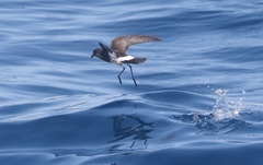 Fregetta maoriana