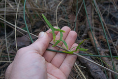 Ipomoea sagittata
