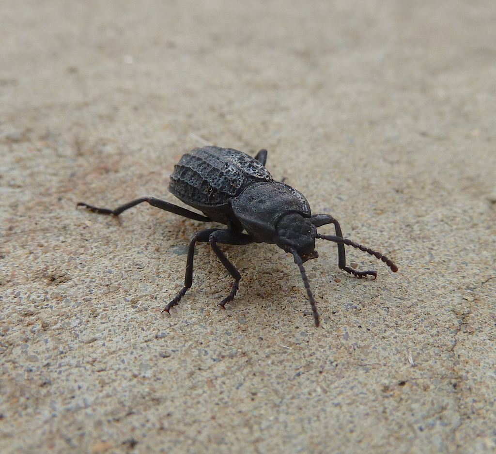 Byallius from Vinegar Hill QLD 4343, Australia on December 20, 2021 at