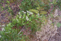 Eupatorium rotundifolium