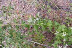 Eupatorium rotundifolium