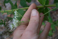 Eupatorium rotundifolium
