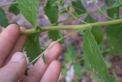 Eupatorium rotundifolium