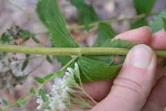 Eupatorium rotundifolium