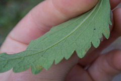 Eupatorium rotundifolium
