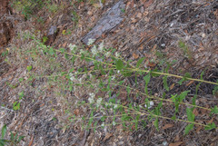 Eupatorium rotundifolium