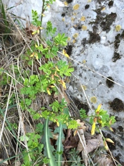 Hippocrepis emerus emerus