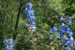 Delphinium retropilosum