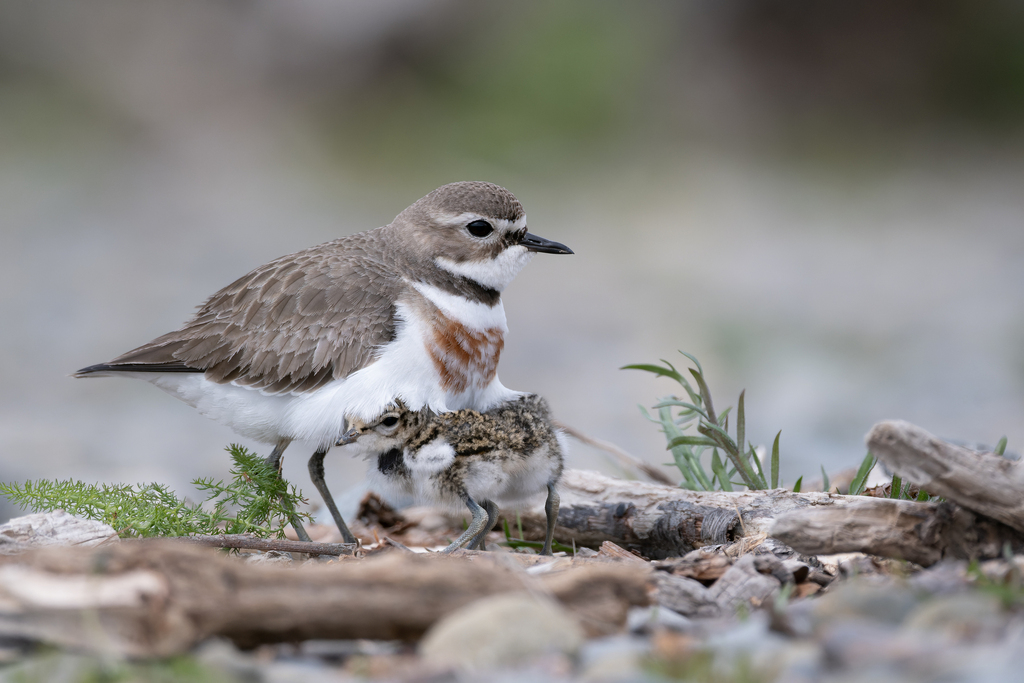 Sand Plovers and Allies