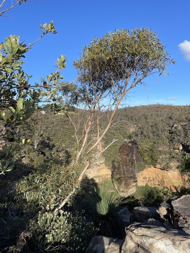 Eucalyptus dendromorpha, 2023-10-13