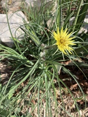 Tragopogon dubius