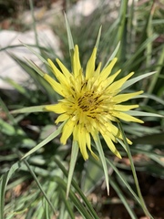 Tragopogon dubius